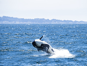 Transient killer whale (Orcinus orca) breaching in the Monterey Bay National Marine Sanctuary, California, United States of America, North America