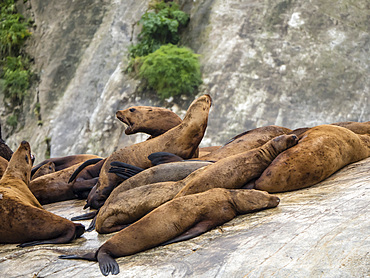 Steller sea lion (Eumetopias jubatus), haul out, South Marble Island, Glacier Bay National Park, Alaska, United States of America, North America