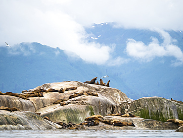 Steller sea lions (Eumetopias jubatus), hauled out on South Marble Island, Glacier Bay National Park, Alaska, United States of America, North America