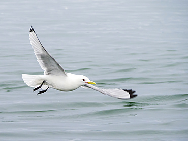 Black-legged kittiwake (Rissa tridactyla) in flight at South Marble Island, Glacier Bay National Park, Alaska, United States of America, North America