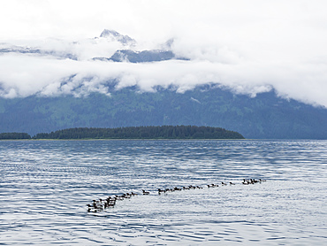 A raft of common murres (Uria aalge) at breeding site on South Marble Island, Glacier Bay National Park, Alaska, United States of America, North America