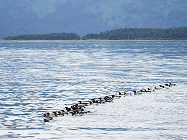 A raft of common murres (Uria aalge) at breeding site on South Marble Island, Glacier Bay National Park, Alaska, United States of America, North America