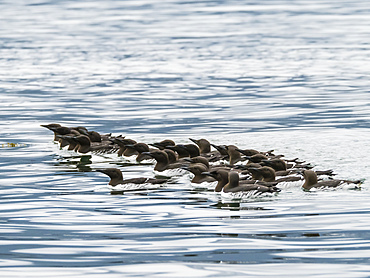 A raft of common murres (Uria aalge) at breeding site on South Marble Island, Glacier Bay National Park, Alaska, United States of America, North America