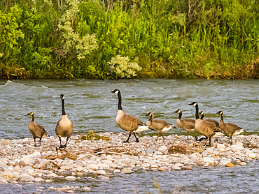 Adult Canada geese (Branta canadensis) with goslings, Gros Ventre River, Grand Teton National Park, Wyoming, United States of America, North America