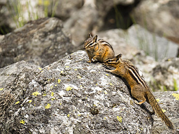 A pair of least chipmunks (Neotamias minimus), at Phelps Lake, Grand Teton National Park, Wyoming, United States of America, North America