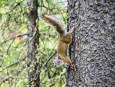 An adult American red squirrel (Tamiasciurus hudsonicus), Leigh Lake, Grand Teton National Park, Wyoming, United States of America, North America