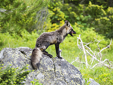 Adult mother red fox (Vulpes vulpes), near her den at Leigh Lake, Grand Teton National Park, Wyoming, United States of America, North America