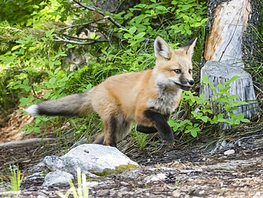 Red fox kit (Vulpes vulpes), about two months old near its den at Leigh Lake, Grand Teton National Park, Wyoming, United States of America, North America