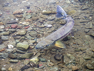 Spawning chum salmon (Oncorhynchus keta) in a small river in Petra Bay, Kamchatka, Russia, Eurasia