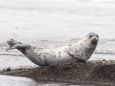 Adult spotted seal (Phoca largha) hauled out on the beach near Meynypilgino, Chukotka, Russia, Eurasia