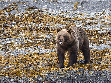 Adult female Kamchatka brown bear (Ursus arctos beringianus), Glubokaya Bay, Kamchatka, Russia, Eurasia