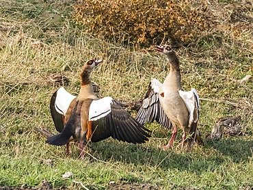 A pair of Egyptian geese (Alopochen aegyptiaca), Mosi-oa-Tunya National Park, Zambia, Africa