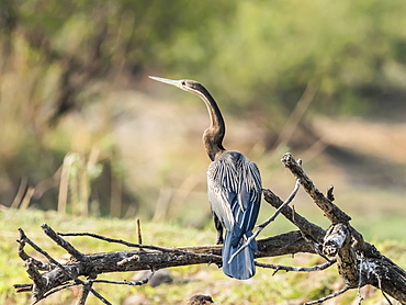 Adult male African darter (Anhinga rufa), Mosi-oa-Tunya National Park, Zambia, Africa