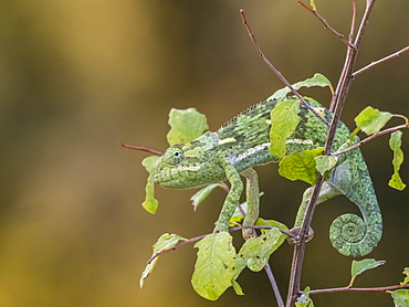 An adult flap-necked chameleon (Chamaeleo dilepis), South Luangwa National Park, Zambia, Africa