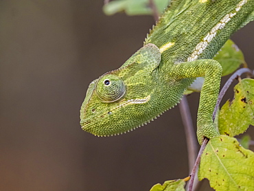 An adult flap-necked chameleon (Chamaeleo dilepis), South Luangwa National Park, Zambia, Africa