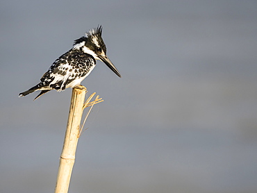 An adult pied kingfisher (Ceryle rudis), South Luangwa National Park, Zambia, Africa