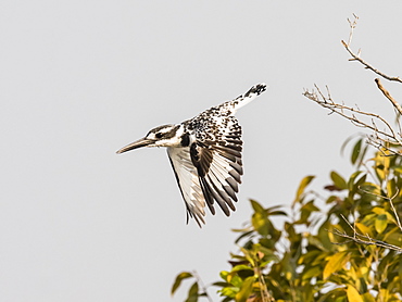 An adult pied kingfisher (Ceryle rudis), taking flight in South Luangwa National Park, Zambia, Africa