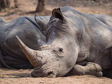 An adult southern white rhinoceros (Ceratotherium simum simum), guarded in Mosi-oa-Tunya National Park, Zambia, Africa