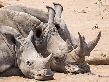 Adult southern white rhinoceros (Ceratotherium simum simum), guarded in Mosi-oa-Tunya National Park, Zambia, Africa