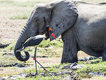 An adult saddle-billed stork (Ephippiorhynchus senegalensis) and elephant, South Luangwa National Park, Zambia.