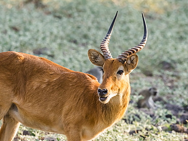 Adult male puku (Kobus vardonii), in South Luangwa National Park, Zambia, Africa