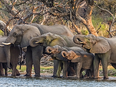 A herd of African bush elephants (Loxodonta africana) on the upper Zambezi River, Mosi-oa-Tunya National Park, Zambia.