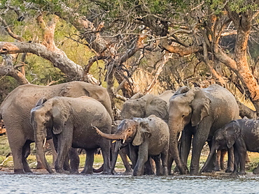 A herd of African bush elephants (Loxodonta africana) on the upper Zambezi River, Mosi-oa-Tunya National Park, Zambia, Africa