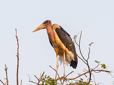 An adult marabou stork (Leptoptilos crumenifer), perched on the upper Zambezi River, Mosi-oa-Tunya National Park, Zambia, Africa