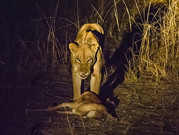 A collared adult lioness (Panthera leo), with an impala kill at night in South Luangwa National Park, Zambia, Africa