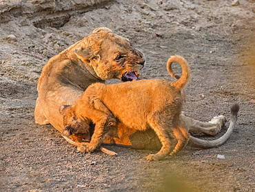 An adult lioness (Panthera leo) with playful cub along the Luangwa River in South Luangwa National Park, Zambia, Africa