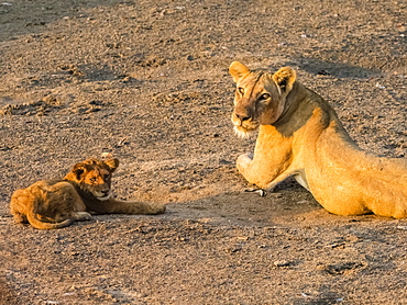 An adult lioness (Panthera leo) with playful cub along the Luangwa River in South Luangwa National Park, Zambia, Africa