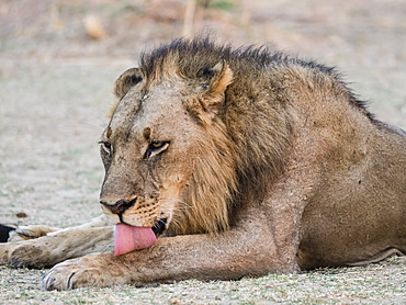 An adult male lion (Panthera leo), South Luangwa National Park, Zambia, Africa