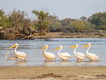 Adult great white pelicans (Pelecanus onocrotalus), on the Zambezi River, Mosi-oa-Tunya National Park, Zambia, Africa