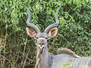 An adult male greater kudu (Tragelaphus strepsiceros), South Luangwa National Park, Zambia, Africa