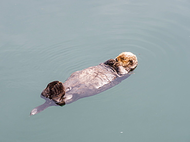 An adult sea otter (Enhydra lutris) resting on its back in the harbor at Kodiak, Kodiak Island, Alaska, United States of America, North America