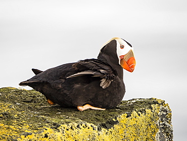 Adult tufted puffin (Fratercula cirrhata), on cliff ledge on St. Paul Island, Pribilof Islands, Alaska, United States of America, North America