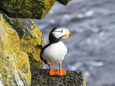 Adult horned puffin (Fratercula corniculata), on nesting cliff on St. Paul Island, Pribilof Islands, Alaska, United States of America, North America