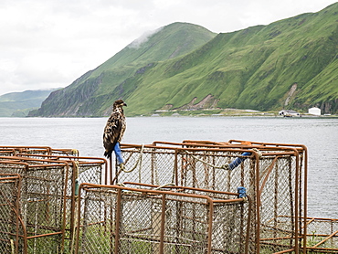 Juvenile bald eagle (Haliaeetus leucocephalus), on king crab pots in the town of Dutch Harbor, Unalaska Island, Alaska, United States of America, North America