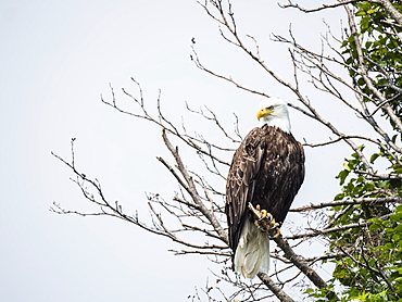 Adult bald eagle (Haliaeetus leucocephalus), on perch in Geographic Harbor, Katmai National Park, Alaska, United States of America, North America