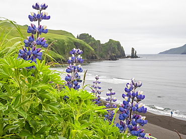 Wild Nootka lupine (Lupinus nootkatensis), in the Kagamil Island, Aleutians, Alaska, United States of America, North America