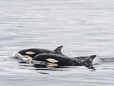 Two young killer whales (Orcinus orca), surfacing near St. Paul Island, Pribilof Islands, Alaska, United States of America, North America