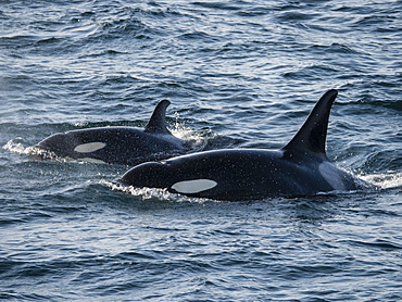 A pair of killer whales (Orcinus orca), surfacing in Kukak Bay, Katmai National Park, Alaska, United States of America, North America