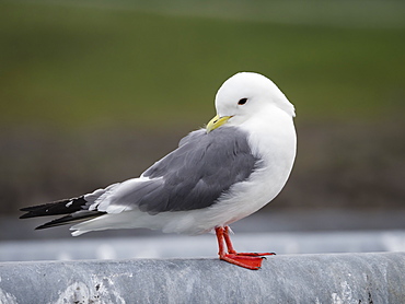 Adult red-legged kittiwake (Rissa brevirostris), St. Paul Island, Pribilof Islands, Alaska, United States of America, North America