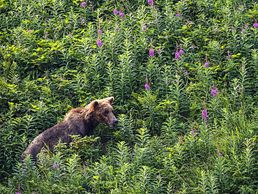 An adult brown bear (Ursus arctos), in Geographic Harbor, Katmai National Park, Alaska, United States of America, North America