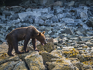 An young brown bear (Ursus arctos), in Geographic Harbor, Katmai National Park, Alaska, United States of America, North America