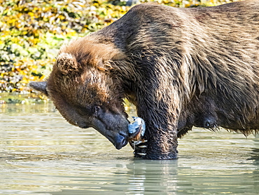 A mother brown bear (Ursus arctos), feeding on clams in Geographic Harbor, Katmai National Park, Alaska, United States of America, North America