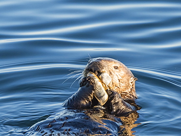 An adult sea otter (Enhydra lutris), feeding on a razor clam in Monterey Bay National Marine Sanctuary, California, United States of America, North America