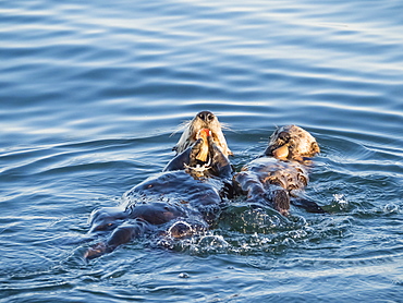 A mother and pup sea otter (Enhydra lutris), in Monterey Bay National Marine Sanctuary, California, United States of America, North America