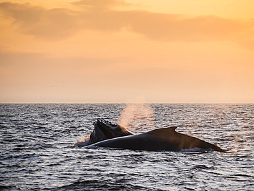 Humpback whales (Megaptera novaeangliae) at sunset in Monterey Bay National Marine Sanctuary, California, United States of America, North America