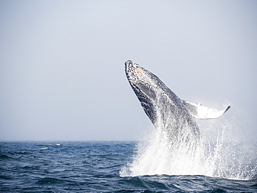 Humpback whale (Megaptera novaeangliae), breaching in Monterey Bay National Marine Sanctuary, California, United States of America, North America